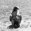 The Red-Tailed Hawk